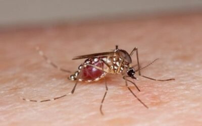 Do mosquitoes die after they bite you