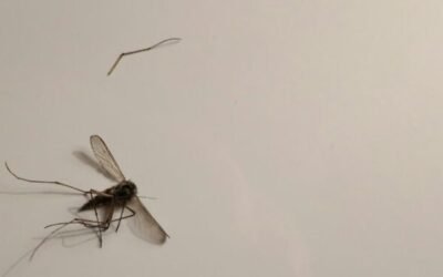 How high do mosquitoes fly