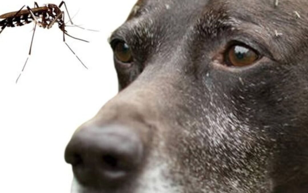 Mosquito bites on dogs: Risk and prevention