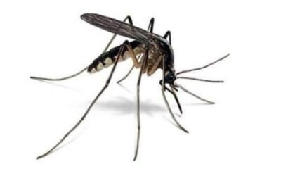 Do mosquitoes sleep