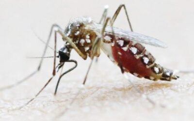 What is the most poisonous mosquito in the world?