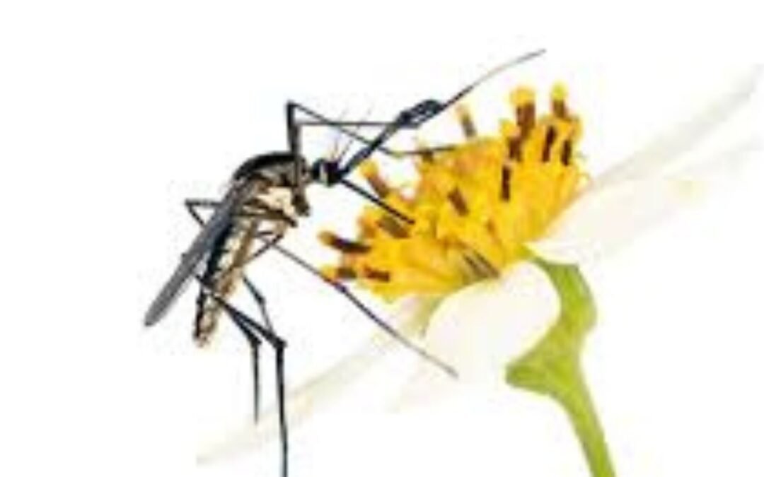 Are mosquitoes pollinators